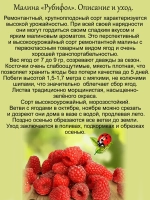 Малина Рубифол ремонтантная красная