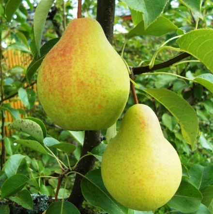 Груша Скороспелка из Мичуринска