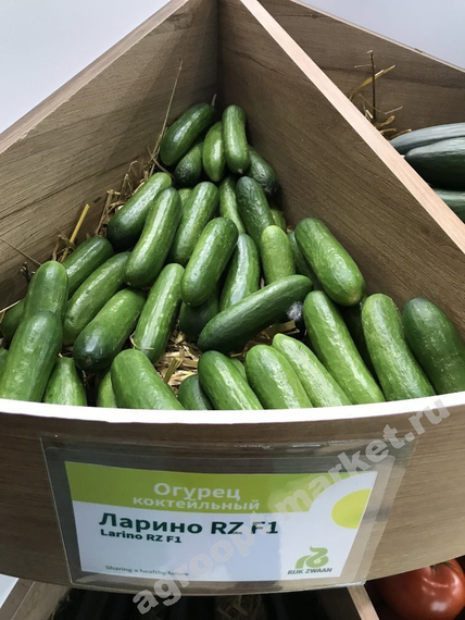 ЛАРИНО F1 семена огурца Rijk Zwaan купить – фото 4