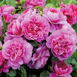 Принцесса Анна (Princess Anne)