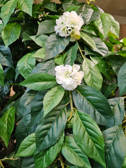 Дерево Яблоня 280см в кашпо