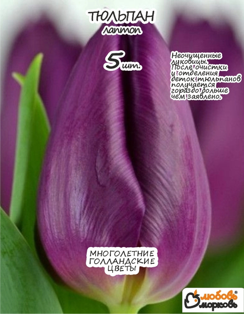 Тюльпан Луковица, Лаптоп, 5шт