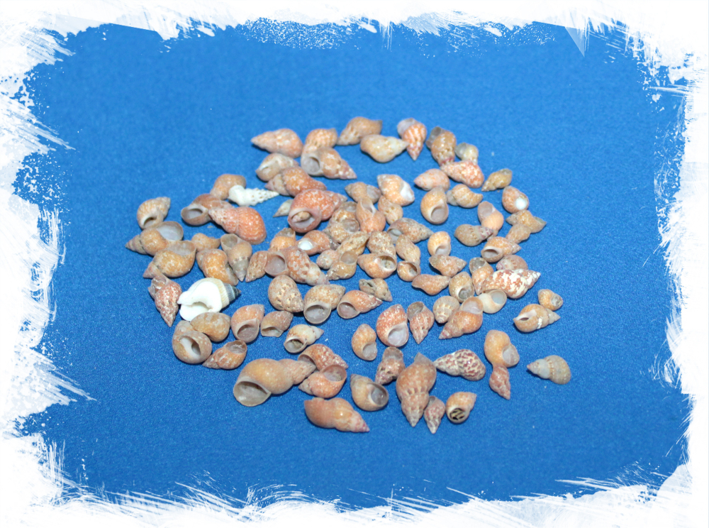 Фасионелла Атопика, 0,5-1,5см, 100гр, 300шт