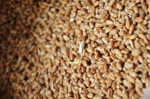 Пшеница: выбор и хранение
