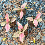 Сингониум PINK JADE UNICORN