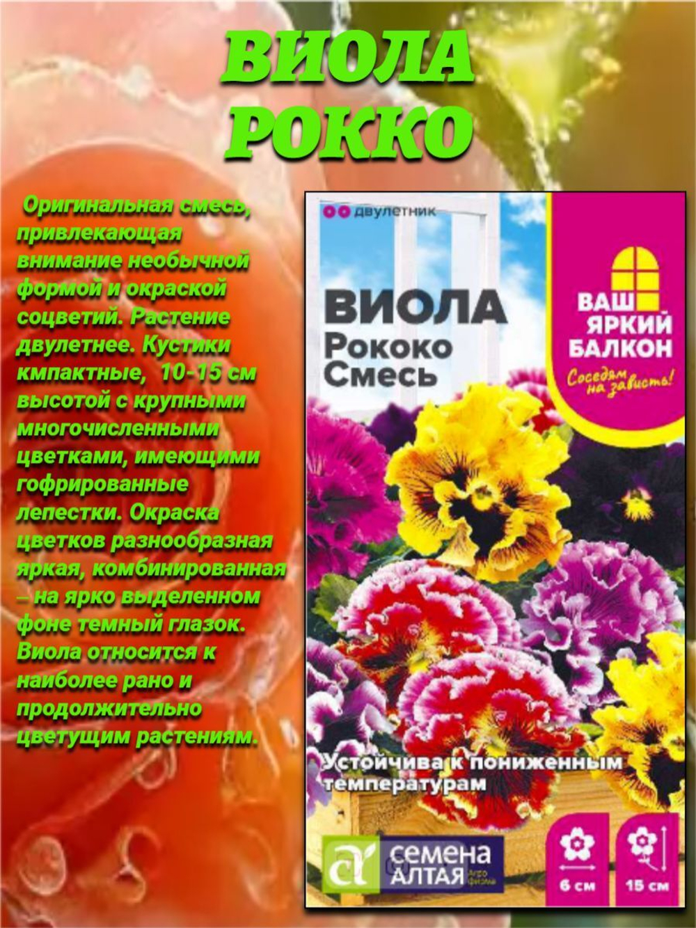 Королева цветника виола: Бамбини, Вельвет и Рокко
