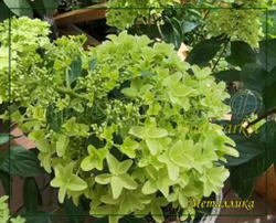 Гортензия метельчатая Металлика (Hydrangea paniculata `Metalica`)