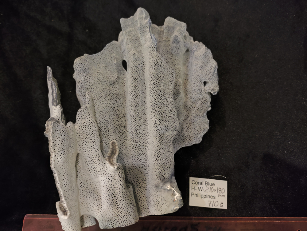 Коралл Голубой 180-270мм
