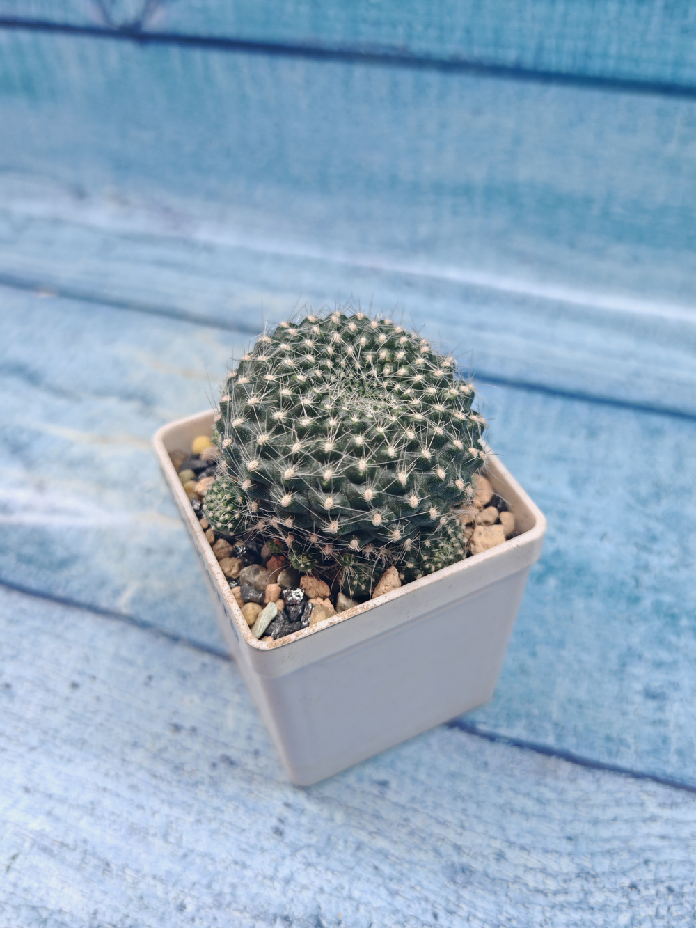Rebutia Lineacea (Ребуция)