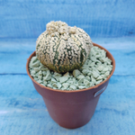 Astrophytum Asterias "Super Kabuto" (Астрофитум)