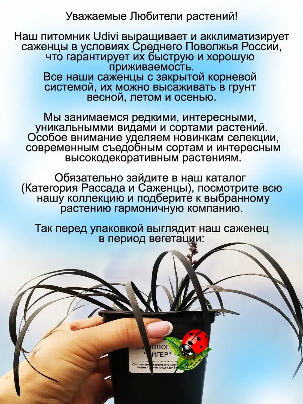 Офиопогон Нигер многолетний