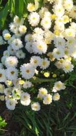 Хр13 Хризантема мультифлора