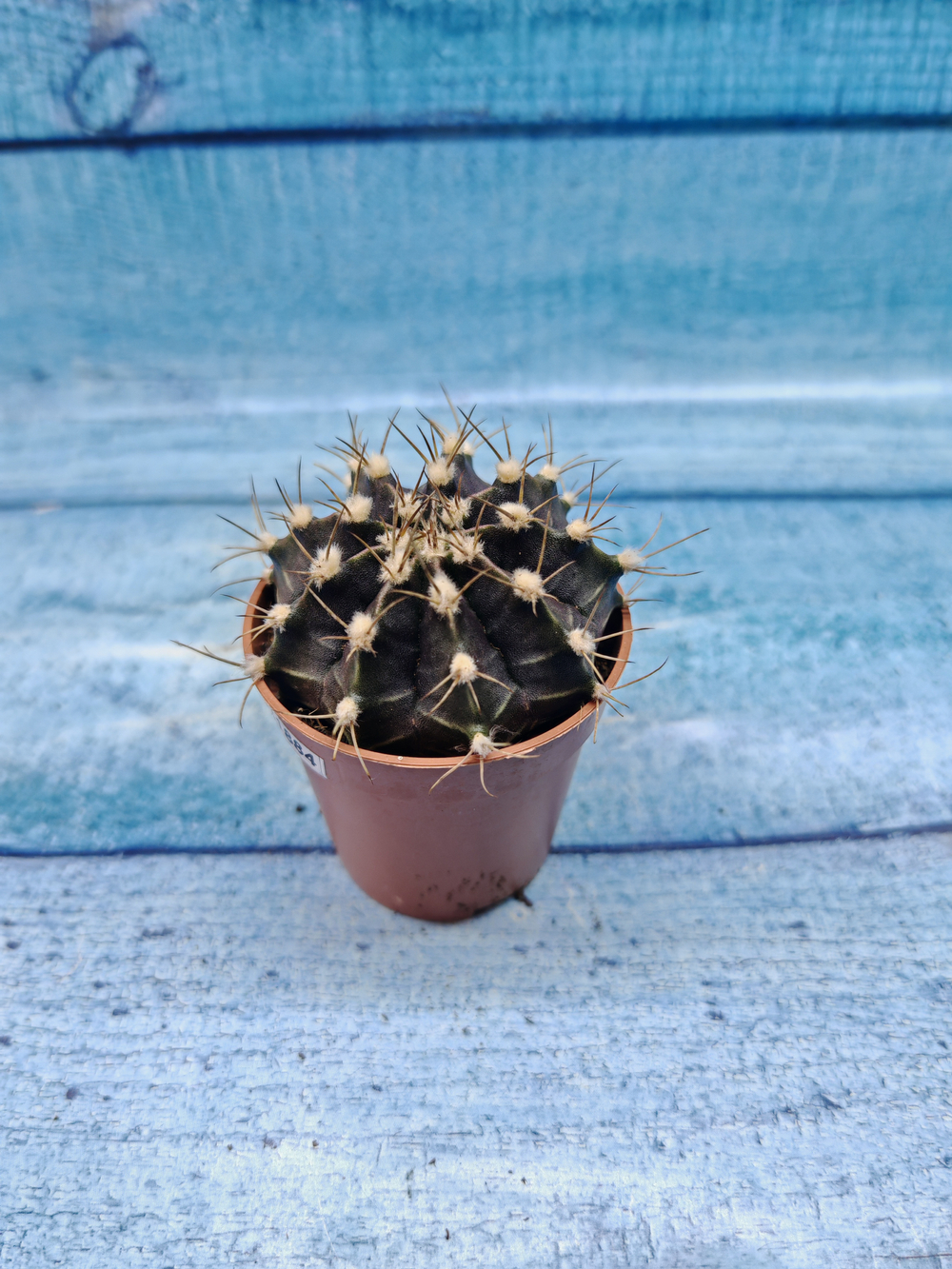 Gymnocalycium Friedrichii (Гимнокалициум)