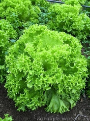 Оникс семена салата лолло блонда (Nunhems / Нюнемс)