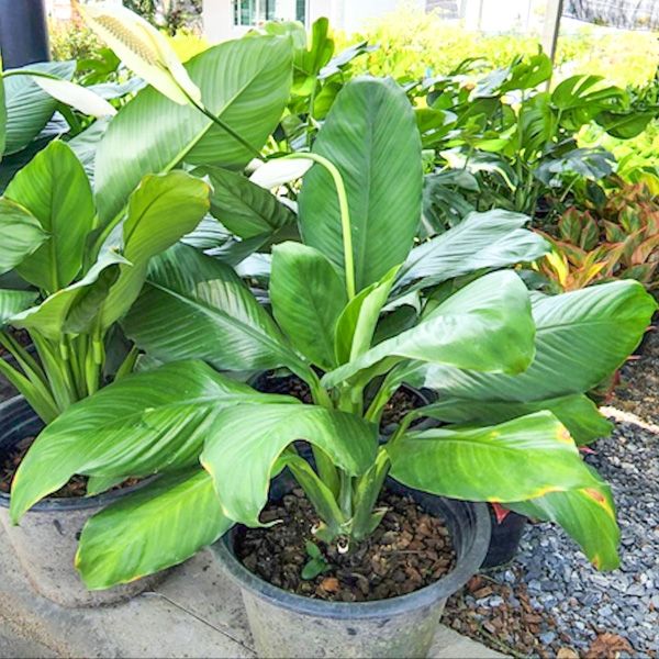 Спатифиллум. Предзаказ май 2026