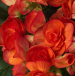 ЕВРО Бегония Elatior Begonia Orange stone укореннный черенок ОКС ФЕВРАЛЬ