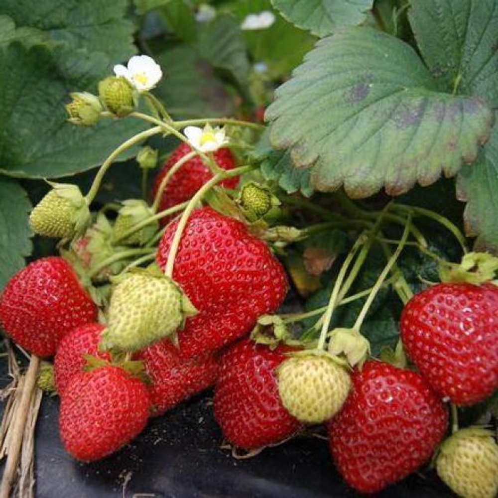 Земляника садовая Сельва Р9 Закупка М65 май-июнь 2026