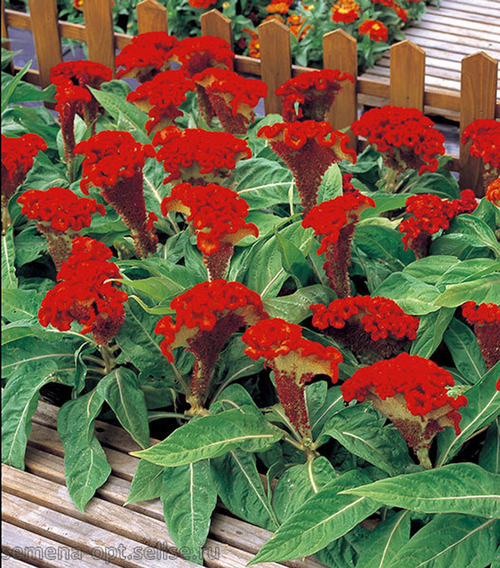 Целозия гребенчатая Армор Оранж (50шт) Витагрин Профи