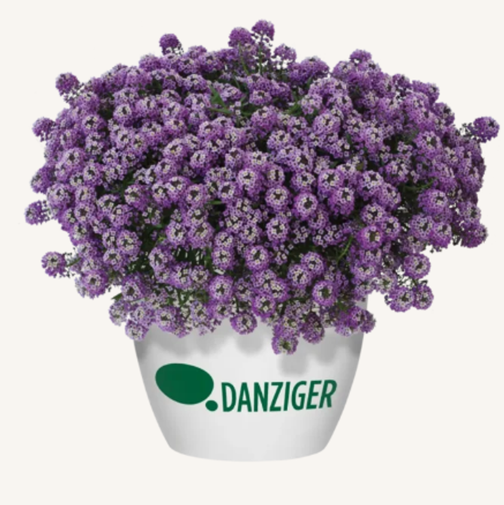 ЕВРО Лобулярия (Алиссум) Stream Lavender укорененный ЕВРО черенок НАЧАЛО ЯНВАРЯ поставка 5