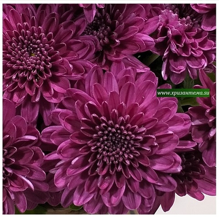 Хризантема мультифлора Branhill Purple м. 177/поставка весна 2026г/