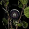 MUSTHAVE (МАСТХЭВ) Black Currant, 25 гр.