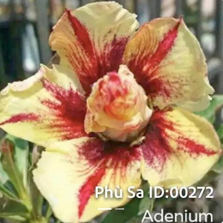 Адениум обесум 272 Phù Sa (VN1)
