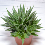 Aloe Aristata (Алоэ)
