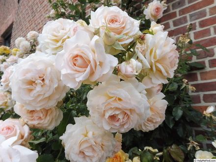 Чандос Бьюти (Chandos Beauty)