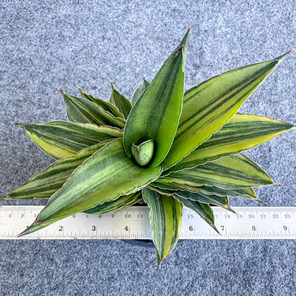 Сансевиерия ANDAMAN VAR s.L