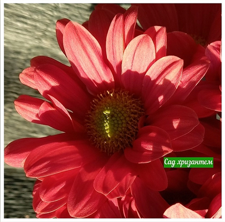Хризантема кустовая Varese ☘🌻 к.74    (отгрузка  Сентябрь)