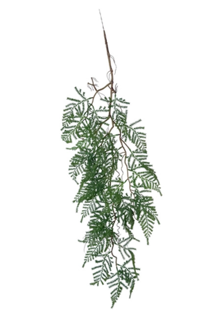 Аспарагус перистый на одревесневшем стебле 100 см (вид 2)