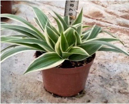 Хлорофитум comosum д.11