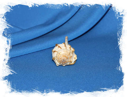 Циматиум гуттарниум (Cymatium gutturnium), 9см, с крышечкой