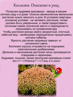 Коллизия Золото Голд