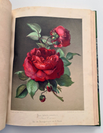 "Nestel`s Rosengarten. [  Сад роз Нестела]". E. Schweizerbartsche Verlagshandlung. 1869г.