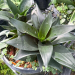 Сансевиерия JADE PAGODA BLACK