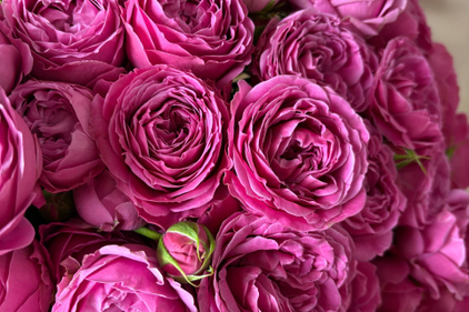 Бесплатная доставка при заказе от 6000 рублей