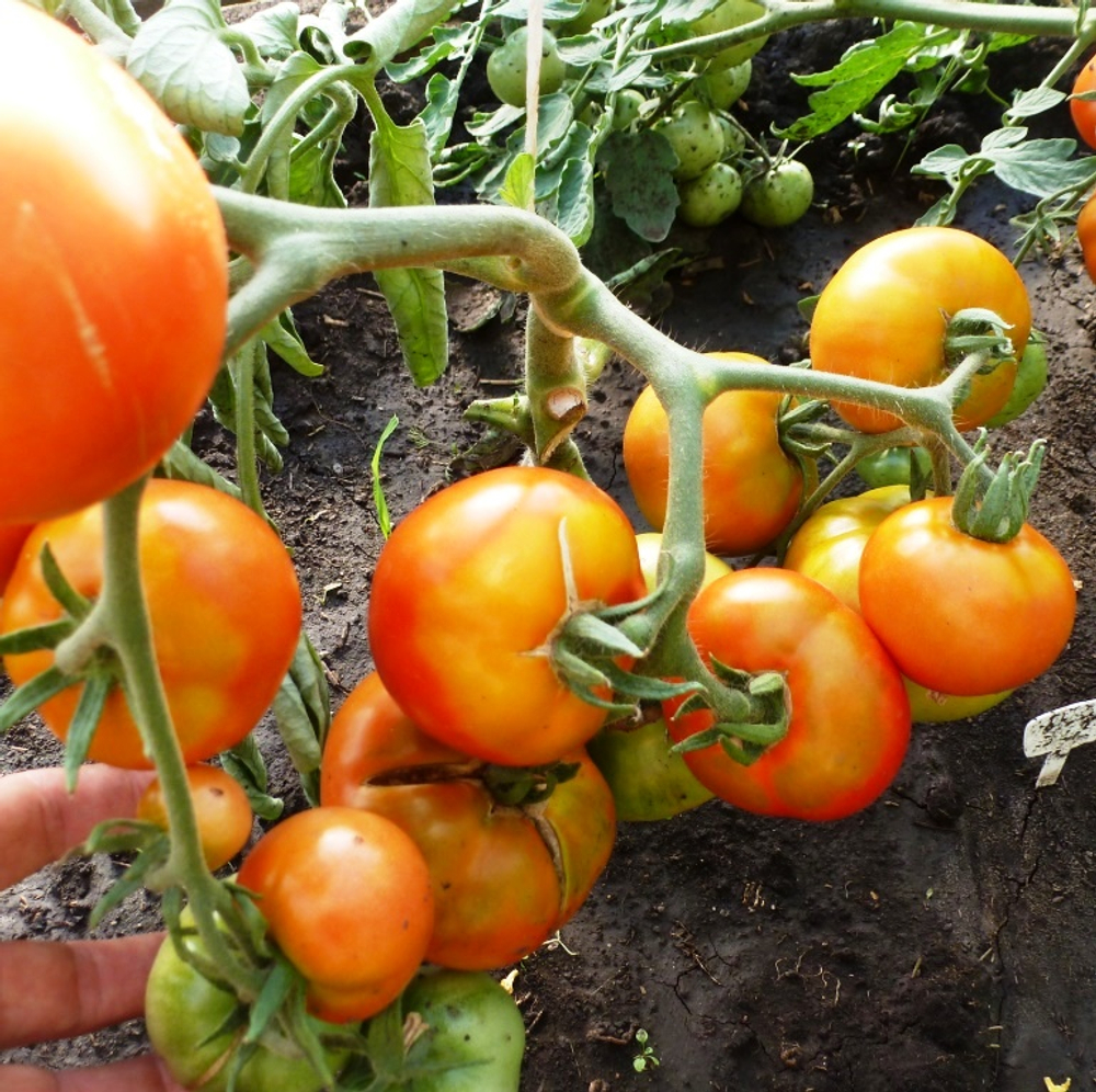 Помидоры Ранние Лабрадор