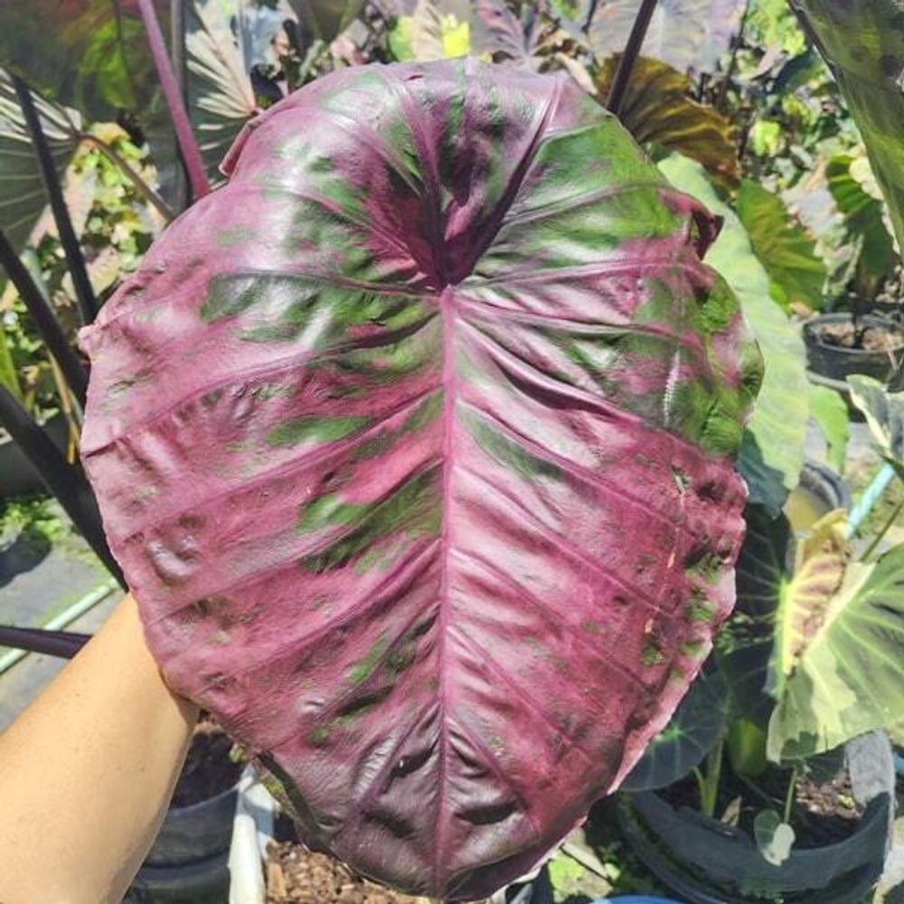 Колоказия SCARLET FAIRY