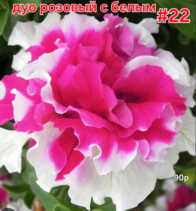 РАССАДА ПЕТУНИИ МАХРОВОЙ ДУО РОЗОВО БЕЛАЯ № 22
