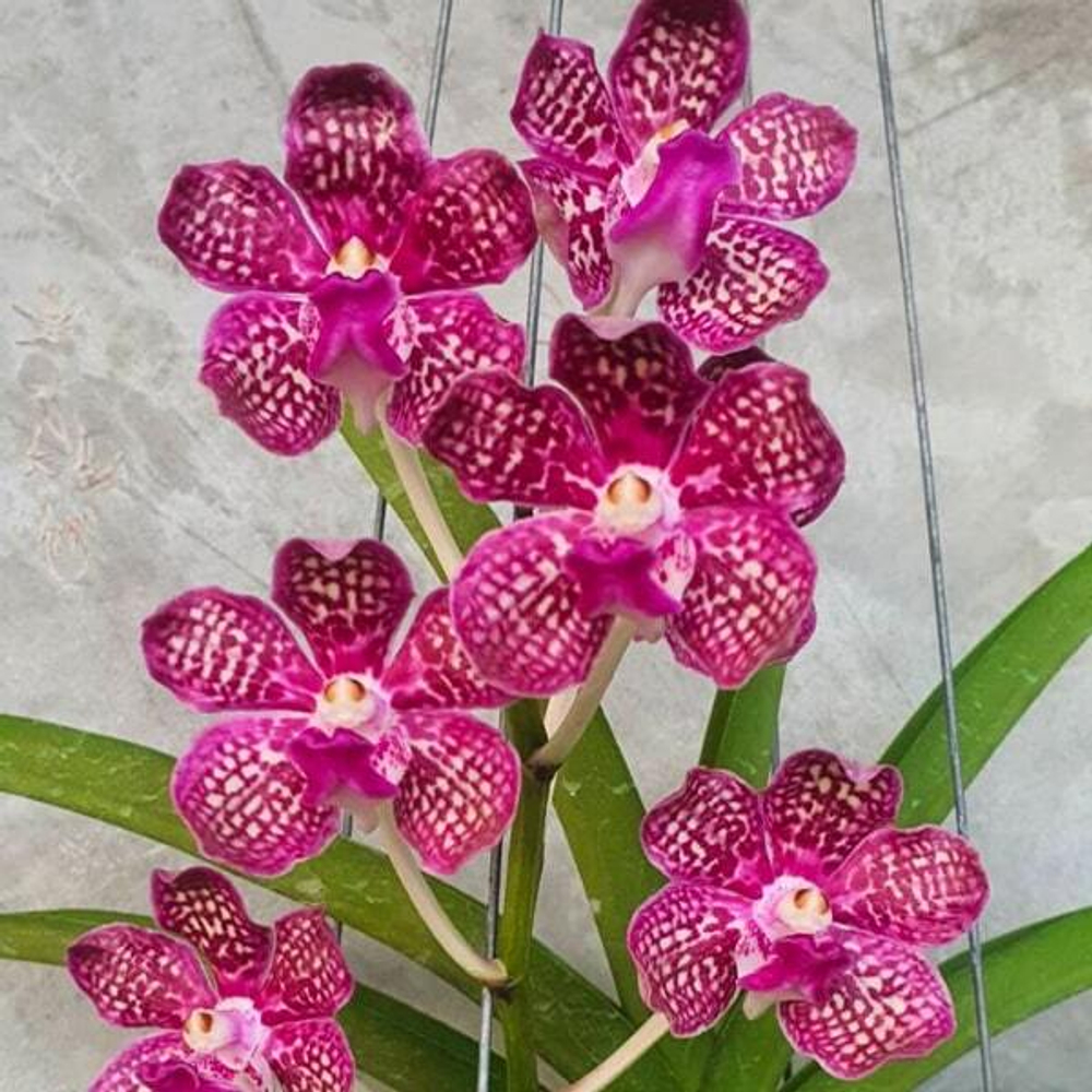 Ванда V THAILAND X V TEST X V MIMI