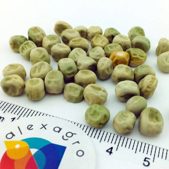 Преладо семена гороха (Syngenta / ALEXAGRO) семена – фото 9