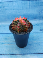 Gymnocalycium Variegata (Гимнокалициум Вариегатный)