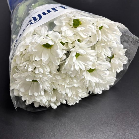 Кустовая хризантема Chic