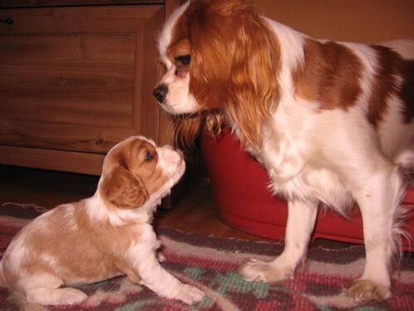 Кавалер-кинг-чарльз спаниель Кавалер-кинг-чарльз спаниель