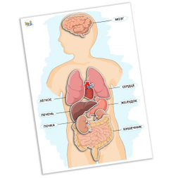 Игра на липучках Мои органы