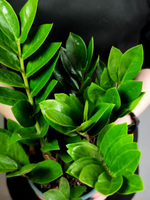 Замиокулькас d12 h40