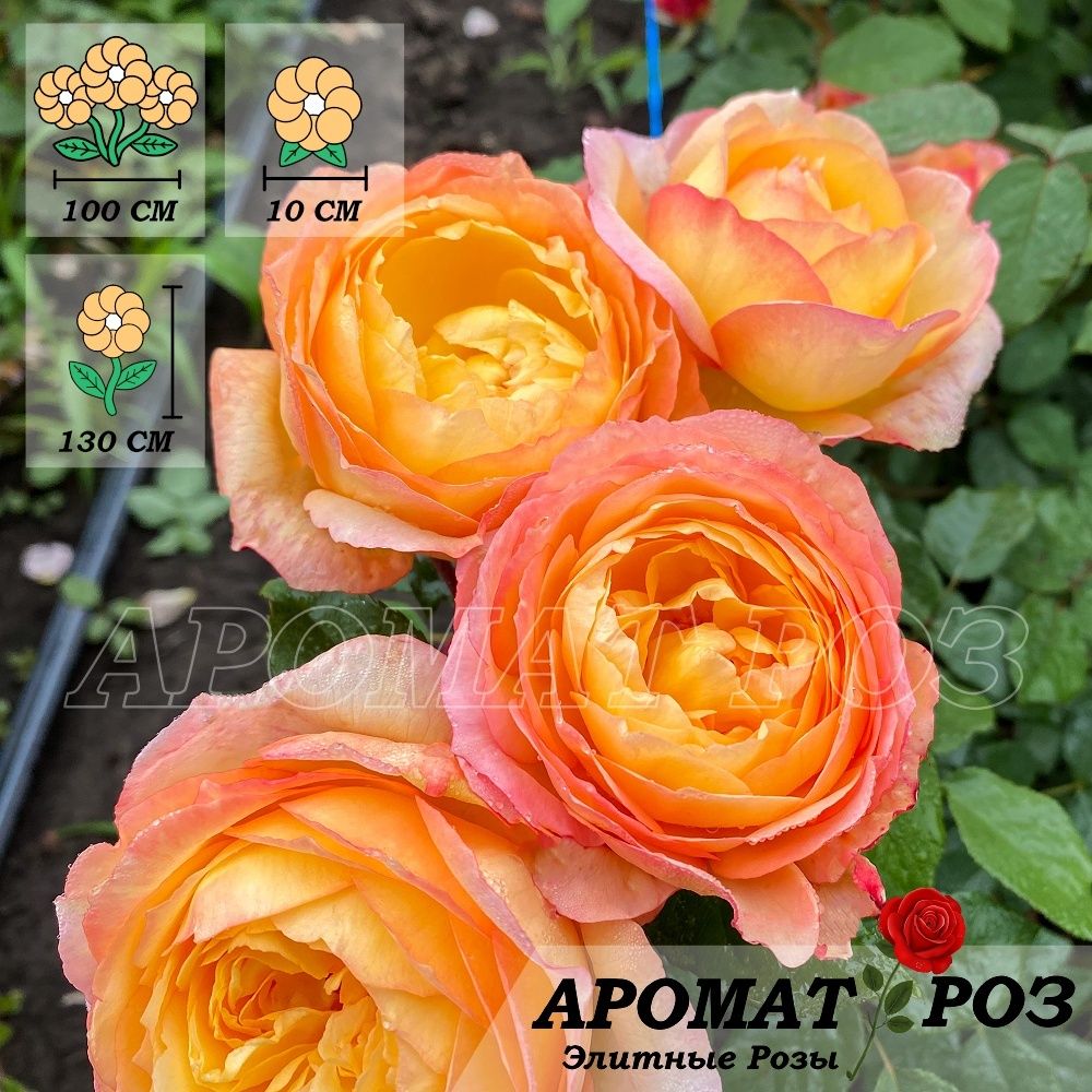 Велл Бинг (Well Being)