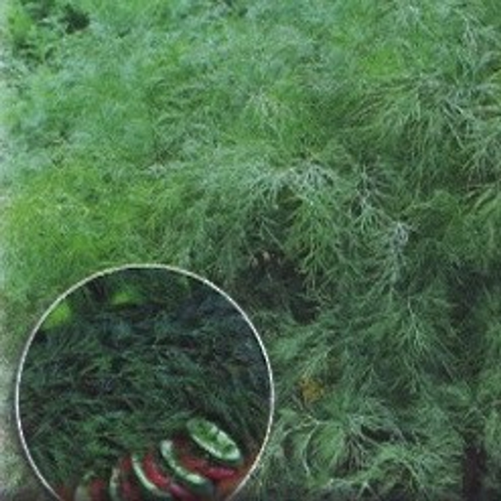 Укроп Кустовое чудо 2гр НК