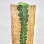 Рафидофора CRIPTANTHA